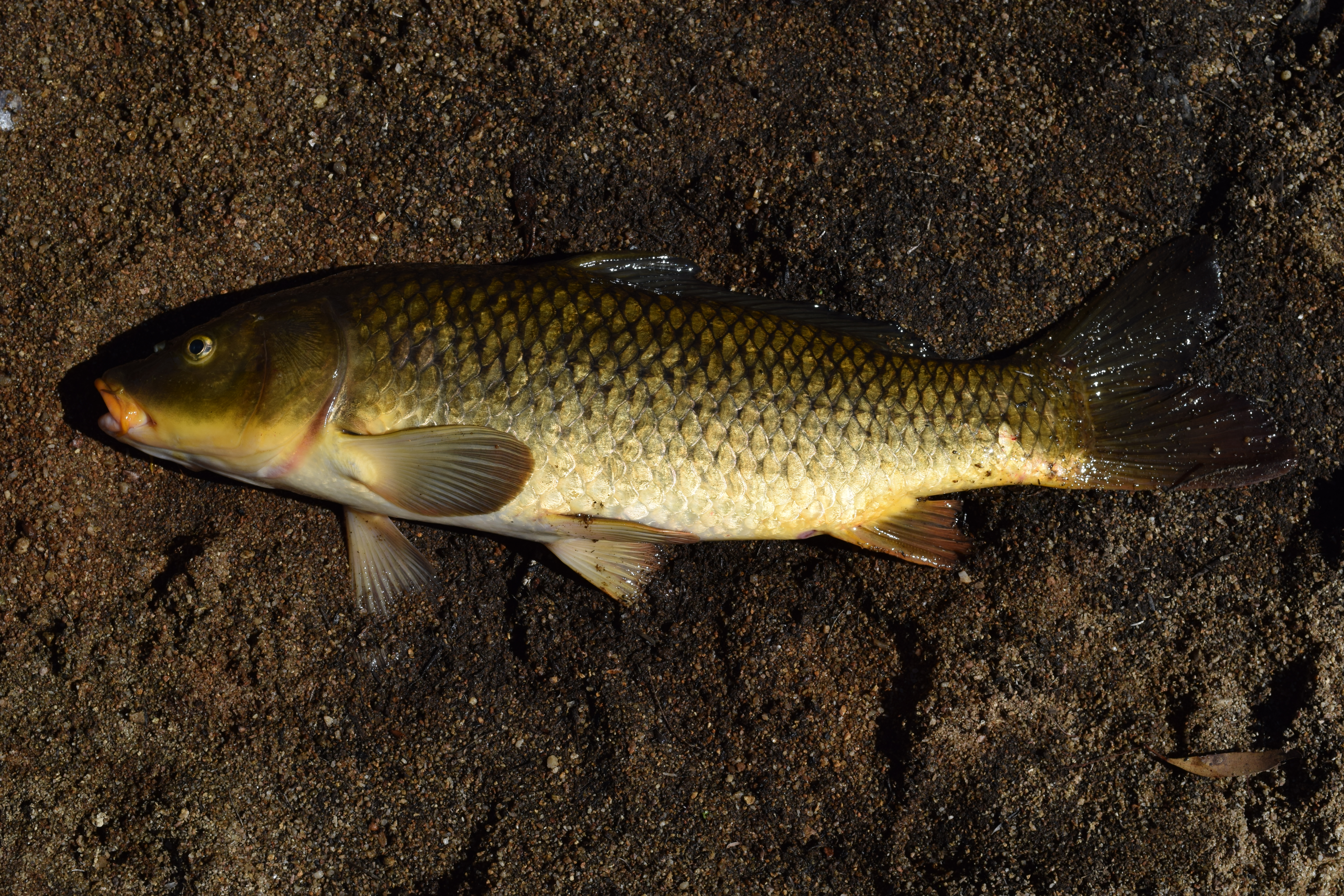 dismissed-by-many-however-carp-are-tasty-when-handled-properly