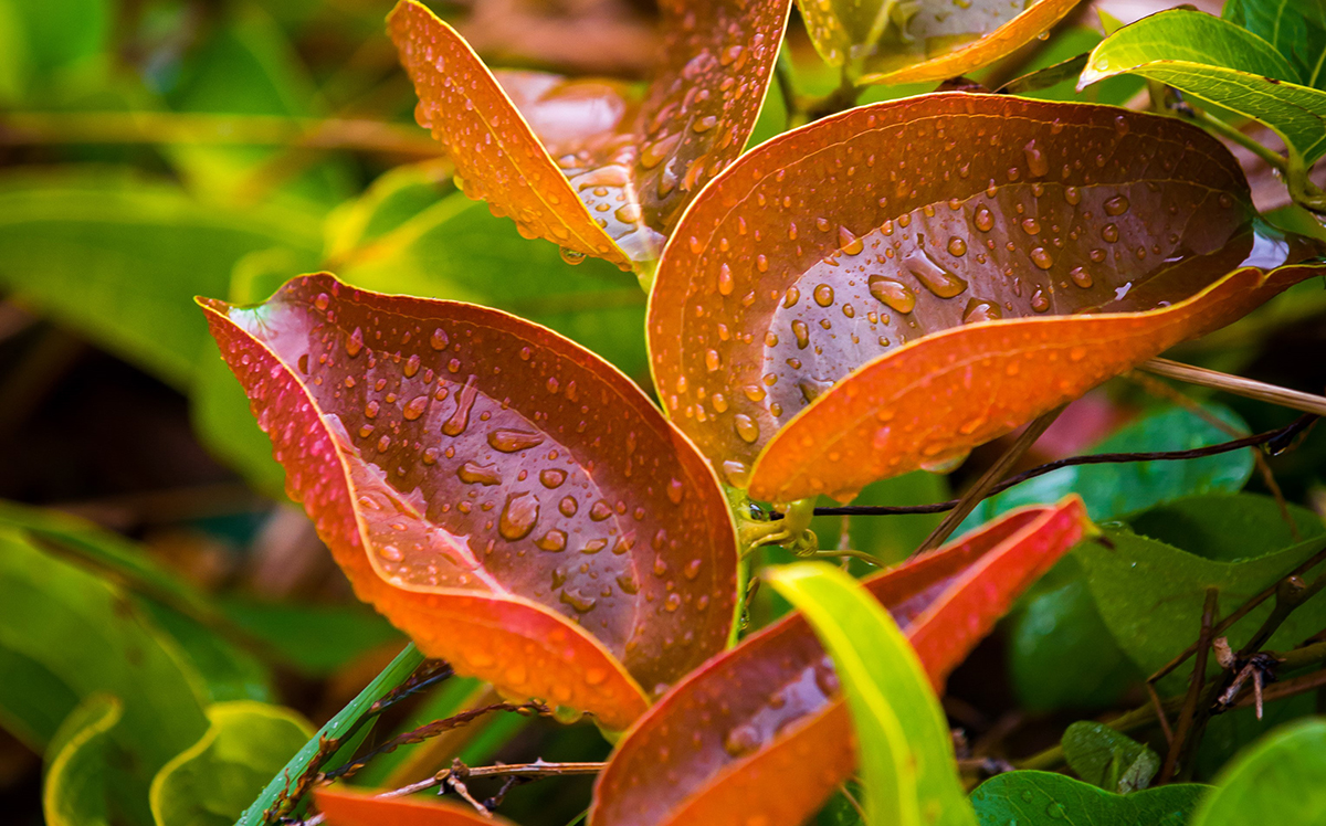 Plants-after-rain
