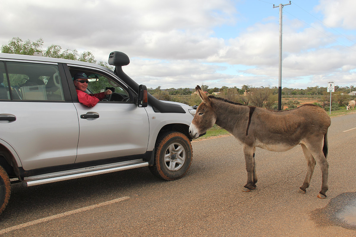 A-car-on-the-road-next-to-a-donkey